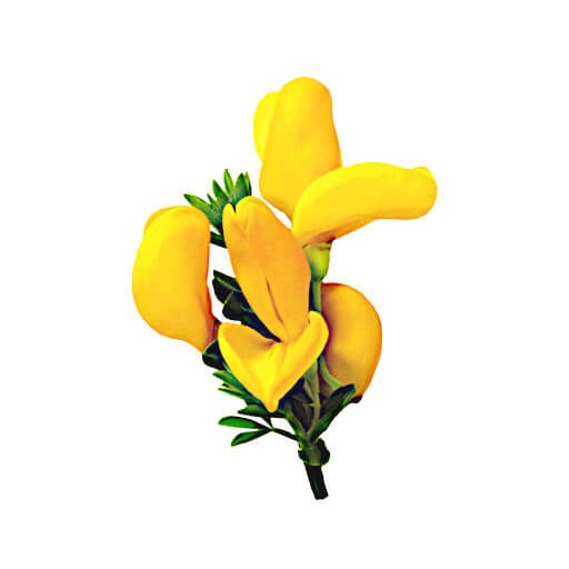 Honeybush