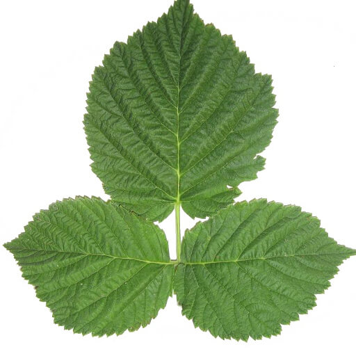 Raspberry leaves