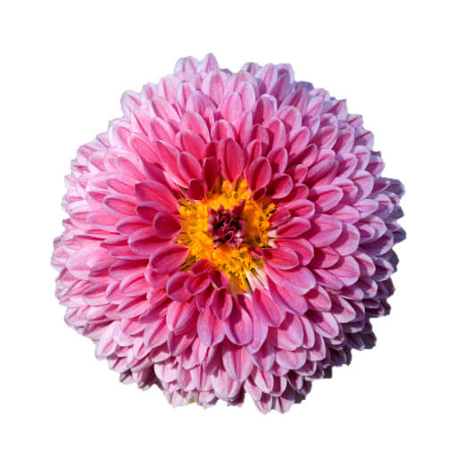 Chrysanthemum