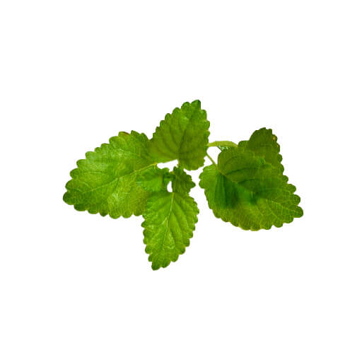 Lemon Balm