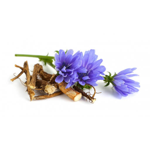 Chicory
